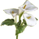 3 white anthurium