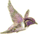 hummingbird