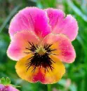 pansy