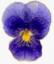 blue pansy