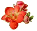red freesia