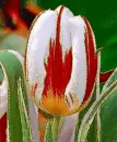 tulip