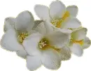 white flowers