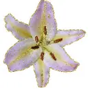 lily
