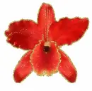 red orchid