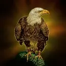 white-headed eagle