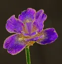 purple flower