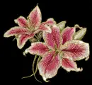 lilies