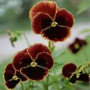claret pansy