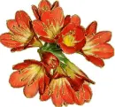 orange freesias