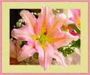 multicolor lily
