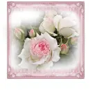 pink rosas