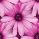 pink flowers