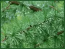 pine branch
