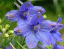 delphinium