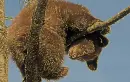 special kangaroo