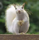albino squirrel