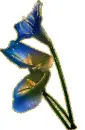 3 anthurium