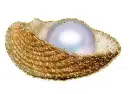 pearl with shell