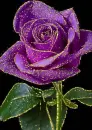 purple rosa