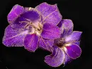 purple gladiola