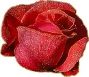 red rosa