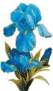 blue iris