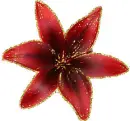 red asiatic lily