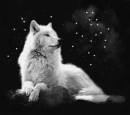 White wolf