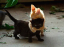 Cats are playing