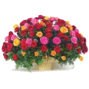 rosas