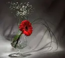 gerberas and champagne