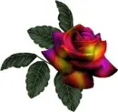 multicolor rosa