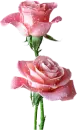 2 pink rosa