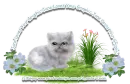 White Kitty - Jane
