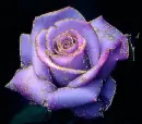 purple rosa