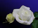 rosas