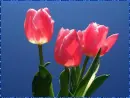 3 tulip