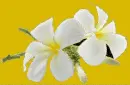 white plumeria