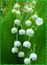 lily of the valley