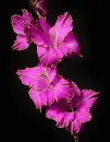gladiolus