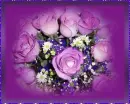 purple rosas