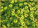 zinnia