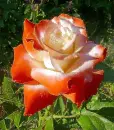 rosa