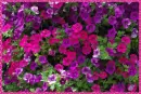 petunias