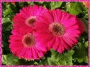pink gerberas