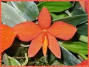 orange sophronitis