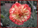 dianthus