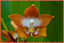 orchid