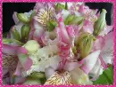 asiatic lilies